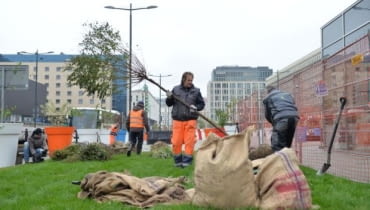 Sadzenie drzew na pl. Powstańców Warszawy.