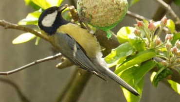 Sikorka jedząca pokarm Sikorka jedząca pokarm