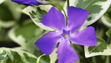 Kwiaty i liście barwinka większego są bardziej okazałe niż barwinka pospolitego. Na zdjęciu: odmiana ?Variegata? Kwiaty i liście barwinka większego są bardziej okazałe niż barwinka pospolitego. Na zdjęciu: odmiana ?Variegata?