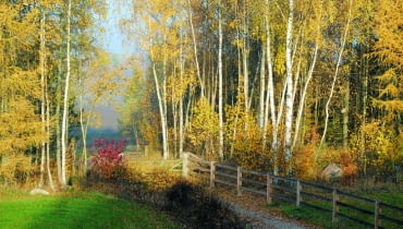 Las otoczony ścianą złocistych brzóz i modrzewi wygląda bajkowo.