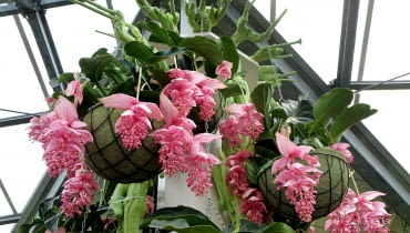 Medinilla wspaniała Medinilla wspaniała