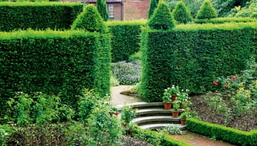 żywopłot, w ogrodzie