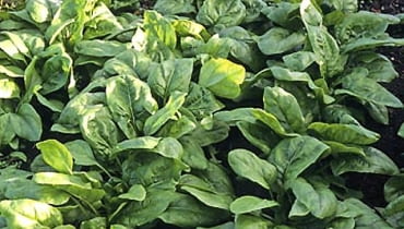 Szpinak warzywny (Spinacia oleracea) jest jednym z najstarszych warzyw, znanych już od czasów starożytnych u góry Szpinak warzywny (Spinacia oleracea) jest jednym z najstarszych warzyw, znanych już od czasów starożytnych u góry