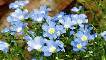 LEN TRWAłY OGROD - ROSLINY NA GLEBACH WAPIENNYCH ROSLINY KWIATY - LEN TRWALY LINUM EXTRAAXILARE FOT. WIESLAW GAWRYS PUBLIKACJA OGRODY NUMER SPECJALNY 1/2008 - OGROD DLA CIEBIE - 5 2008 SLOWA KLUCZOWE: ROSLINY OGRODY KWIATY ZDJĘCIE DO WKŁADKI: PUBLIKACJA OGRODY NUMER SPECJALNY 1/2008 - OGROD DLA CIEBIE - CZASOPISMA