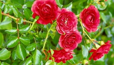 Róże. Róża 'Mercury 2000' 06.07.2005 BATKOWO KOLO INOWROCLAWIA