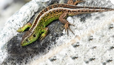 Lacerta agilis