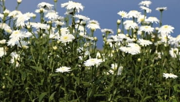 Chryzantemy. Złocień wielki 'Edelweissmargerite'