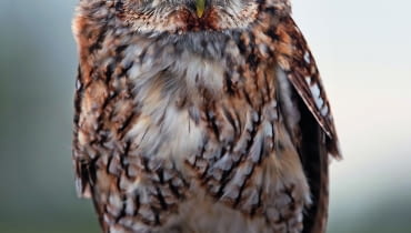 Puszczyk chętnie zasiedli wysoką na ponad 50 cm budkę z dużym (o śr. 15 cm) otworem.