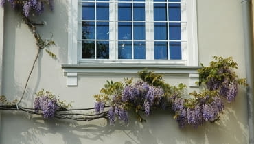 Wisteria sinensis 'Prolific'. Glicynia Wisteria sinensis 'Prolific'. Glicynia