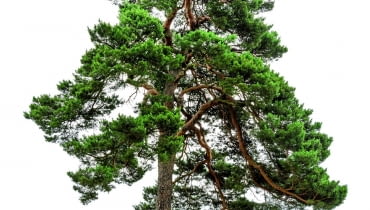 Korony sosen zwyczajnych z biegiem lat przybierają malowniczy nieregularny pokrój. Korony sosen zwyczajnych z biegiem lat przybierają malowniczy nieregularny pokrój.