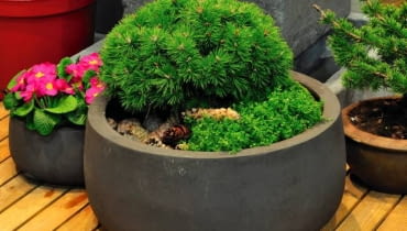 MINIATUROWA KOSODRZEWINA , TYMIANEK W MISIE FOT. LILIANNA SOKOLOWSKA PUBLIKACJA KWIETNIK NR 6 (186) - 6 2010