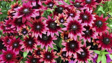 Rudbekia owłosiona 'Cherry Brandy' (Rudbeckia hirta). Takiej jeszcze nie było! Jej ogromne, średnicy prawie 10 cm, wiśniowe kwiaty pojawiają się od lipca do przymrozków. Dorasta do 50 cm wysokości. Jest, niestety, krótkowieczną byliną. Rudbekia owłosiona 'Cherry Brandy' (Rudbeckia hirta). Takiej jeszcze nie było! Jej ogromne, średnicy prawie 10 cm, wiśniowe kwiaty pojawiają się od lipca do przymrozków. Dorasta do 50 cm wysokości. Jest, niestety, krótkowieczną byliną.