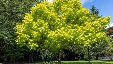 Katalpa bigoniowa Katalpa bigoniowa
