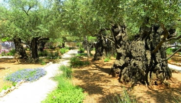 Oliwka (Olea europaea)