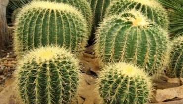 Echinokaktus Echinokaktus