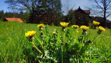 Syrop z mniszka lekarskiego Syrop z mniszka lekarskiego