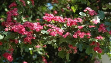 Głóg pośredni 'Paul's Scarlet' Głóg pośredni 'Paul's Scarlet'