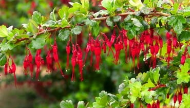 Porzeczka okazała (Ribes speciosum) to rozłożysty krzew dorastający do 2,5 m. wysokości. Ma częściowo zimozielone liście (w łagodne zimy do wiosny pozostają na gałęziach). Wczesną wiosną obsypuje się czerwonymi kwiatami podobnymi do... fuksji. Porzeczka ta ma niewielkie wymagania, ale w ostre mrozy może przemarzać. Sadźmy ją więc w zacisznych miejscach