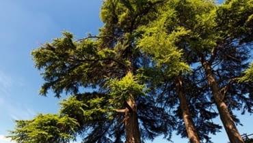 CEDR - AKTYWNOŚĆ 9-18.02 oraz 14-23.08 Mocny, postawny i energiczny Cedr jest człowiekiem czynu. Nie boi się wyzwań, łatwo podejmuje decyzje i prowadzi interesujące życie zawodowe, odnosząc w nim spektakularne sukcesy. Nawet gdy wpadnie w tarapaty, potrafi z nich wyjść obronną ręką. Jest ambitny, ma talenty przywódcze, lubi być podziwiany i zawsze w centrum wydarzeń. Oddany jakiejś sprawie nie żałuje sił i energii, by doprowadzić ją do szczęśliwego finału. Cedr to na ogół optymista, a poczucie humoru pozwala mu na dystans wobec siebie. Miłości potrafi poszukiwać długo, w związku jest dobrym oparciem dla partnera. Zimowe Cedry często miewają talenty muzyczne. CEDR - AKTYWNOŚĆ 9-18.02 oraz 14-23.08 Mocny, postawny i energiczny Cedr jest człowiekiem czynu. Nie boi się wyzwań, łatwo podejmuje decyzje i prowadzi interesujące życie zawodowe, odnosząc w nim spektakularne sukcesy. Nawet gdy wpadnie w tarapaty, potrafi z nich wyjść obronną ręką. Jest ambitny, ma talenty przywódcze, lubi być podziwiany i zawsze w centrum wydarzeń. Oddany jakiejś sprawie nie żałuje sił i energii, by doprowadzić ją do szczęśliwego finału. Cedr to na ogół optymista, a poczucie humoru pozwala mu na dystans wobec siebie. Miłości potrafi poszukiwać długo, w związku jest dobrym oparciem dla partnera. Zimowe Cedry często miewają talenty muzyczne.