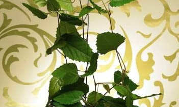 KWIATY W MIESZKANIU. Cissus jest długowieczny i przystosowuje się prawie do każdych warunków (nie lubi tylko ostrego światła). Szybko rośnie. 26.06.2008 WARSZAWA SESJA KWIATY WE WNETRZU NA ZDJECIU PNACZA CISSUS AUSTRALIJSKI STYLIZACJA JOANNA WOYDA DLA CZASOPISMA KWIETNIK FOT. ARKADIUSZ SCICHOCKI / AGENCJA GAZETA