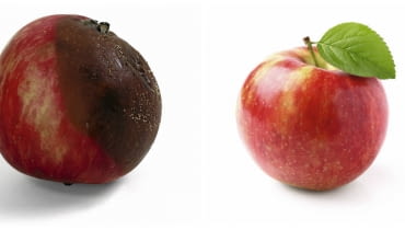 Brunatna zgnilizna drzew ziarnkowych najpierw objawia się w postaci małej plamki na owocu. Jednak w szybkim tempie grzyb atakuje całe jabłko lub gruszkę. Brunatna zgnilizna drzew ziarnkowych najpierw objawia się w postaci małej plamki na owocu. Jednak w szybkim tempie grzyb atakuje całe jabłko lub gruszkę.