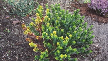 HEBE porażona przez fuzariozę. HEBE porażona przez fuzariozę.