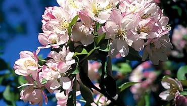 Jabłoń ozdobna (Malus) Jabłoń ozdobna (Malus)