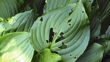 Objawy żerowania ślimaków