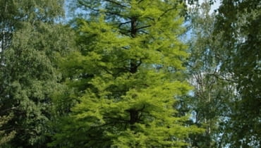 Cypryśnik błotny (Taxodium distichum). Iglaki
