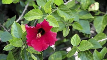 Ketmia, róża chińska