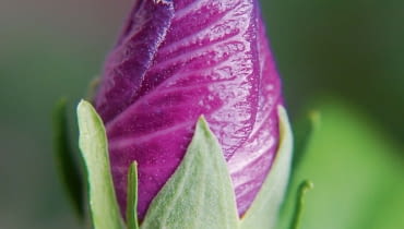 Kwiaty rozwijają się rano, a już wieczorem więdną. Nie otwierają się w dni deszczowe. Kwiaty rozwijają się rano, a już wieczorem więdną. Nie otwierają się w dni deszczowe.