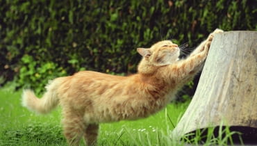 Dobrym pomysłem jest oddanie kotu do dyspozycji ściętego pniaka - będzie o niego ostrzył pazurki. Dobrym pomysłem jest oddanie kotu do dyspozycji ściętego pniaka - będzie o niego ostrzył pazurki.