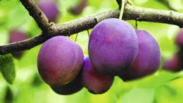 szkodniki owoców szkodniki owoców