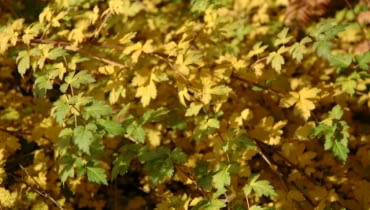 Tawulec pogięty (Stephanandra incisa 'Crispa')