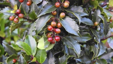 Ostrokrzew Meservy ma ozdobne zimą liście i owoce.