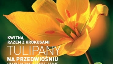 Okładka miesięcznika Kwietnik 02/2012 Okładka miesięcznika Kwietnik 02/2012