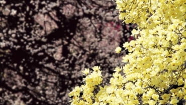 Kwitnąca żółta magnolia w ogrodzie to prawdziwe widowisko. Warto umieścić taki okaz w eksponowanym miejscu Magnolia,Korea