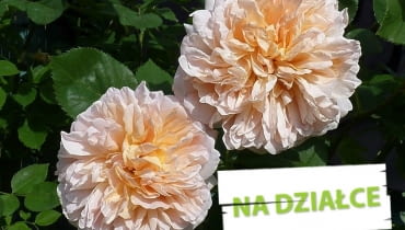 Róża 'Tea Clipper' o pełnych pachnącyh kwiatach