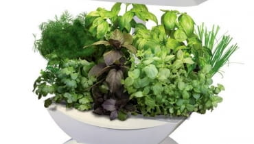 Nowoczesne herbarium AeroGarden. Po podłączeniu do prądu samo informuje nas, kiedy i jak trzeba zioła podlewać i nawozić. Nad ich uprawą czuwa bowiem mikroprocesor. Cena: ok. 680 zł, Toys4Boys