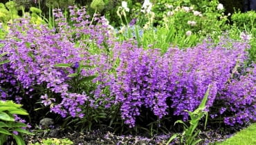 Penstemony potrzebują słońca, dlatego na rabatach sadzimy je zawsze z przodu Penstemony potrzebują słońca, dlatego na rabatach sadzimy je zawsze z przodu