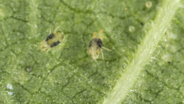 Przędziorek (Tetranychidae) Przędziorek (Tetranychidae)