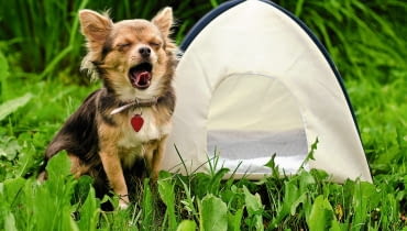 LETNIA SKŁADANA BUDA - przewiewna, ale chroni przed kaprysami pogody. Obok jej gospodarz. LETNIA SKŁADANA BUDA - przewiewna, ale chroni przed kaprysami pogody. Obok jej gospodarz.