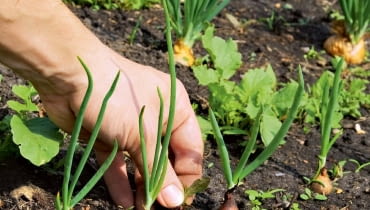 Wczesne pielenie Wczesne pielenie