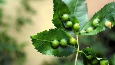 Naroślarz jabłuszkowiec na liściach róży. Naroślarz jabłuszkowiec na liściach róży.