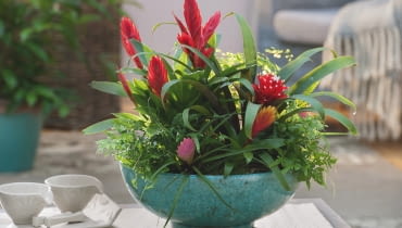 Bromelie i paprocie dobrze rosną we wspólnej misie - obie grupy roślin lubią rozproszone światło i wilgotne powietrze. Bromelie i paprocie dobrze rosną we wspólnej misie - obie grupy roślin lubią rozproszone światło i wilgotne powietrze.