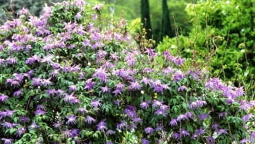 Powojnik 'Maidwell Hall' jest rośliną o delikatnych dzwoneczkowatych kwiatach niebieskawej barwy. Potrafi wspinać się na niewysokie krzewy, zalewając je powodzią kwiecia Powojniki, klematisy Clematis macropetala 'Floralia'scrambling over a Hibiscus - Glen Chantry, Essex