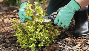 Trzmielinie Fortune' a przyda się korekcja kształtu. Zwykle wystarcza przyciąć jej nadmiernie długie pędy. Trzmielinie Fortune' a przyda się korekcja kształtu. Zwykle wystarcza przyciąć jej nadmiernie długie pędy.