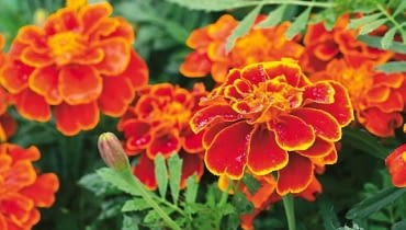 Aksamitka. W skrzynkach uprawiamy wysoką (50-80 cm) aksamitkę wzniesioną, niższą (40-60 cm) - rozpierzchłą oraz miniaturową (15-25 cm) - wąskolistną. Wszystkie są odporne na choroby i na brak wody. Aksamitka. W skrzynkach uprawiamy wysoką (50-80 cm) aksamitkę wzniesioną, niższą (40-60 cm) - rozpierzchłą oraz miniaturową (15-25 cm) - wąskolistną. Wszystkie są odporne na choroby i na brak wody.