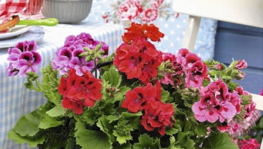 Pelargonie wielkokwiatowe Englische Geranien im Korb (Pelargonien) SLOWA KLUCZOWE: Balkon Balkonblume Balkonblumen b uerlich Blume Brotzeit Dekoration Gartenparty Geranie Geranien herzhaft Land L nderbalkon Landhausstil Landleben l ndlich Niemand Pelargonium rot Sommer Sommerbalkon Sommerblume Sommerblumen Sommerfest Sommerfeste Sommerparty Sommerpartys Sommertisch Sommertische sonnig Stuhl St´hle s´ddeutsch S´ddeutschland S´den S´dlage Topfblume Topfblumen z´nftig Hochformat