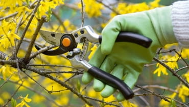 Krzewy ozdobne. Niektóre gatunki krzewów, takie jak forsycja, tawuła wczesna i pigwowiec, już przekwitły. Zanim w maju wypuszczą młode przyrosty, te stare z zaschniętymi kwiatami trzeba skrócić o 1/2 lub 1/3 i nadać krzewom regularny pokrój. Dzięki temu rozkrzewią się i na młodych przyrostach zawiążą pąki na przyszły rok.